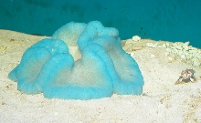Saltwater - Austin Aquariums