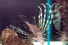 Saltwater Photos