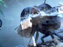 old frilled