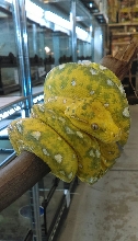 Green Tree Python