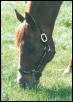 My Horse Grazing.