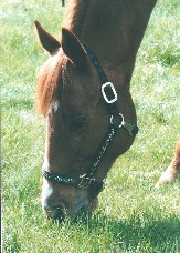 My Horse Grazing.