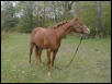 My Horse, Boomer, Posing.