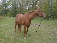 My Horse, Boomer, Posing.