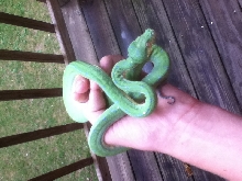 My gtp