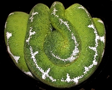 male