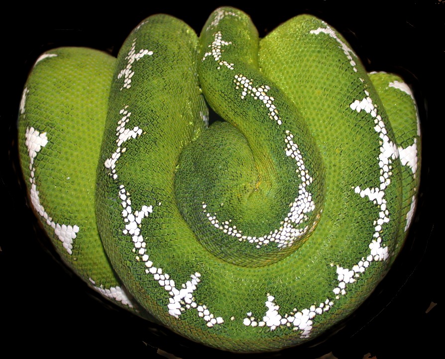 male