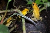 bicolor