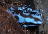 blue auratus