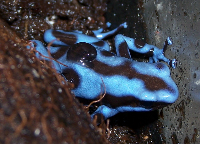 blue auratus