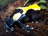 brazilian tinctorius