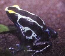 suriname cobalt