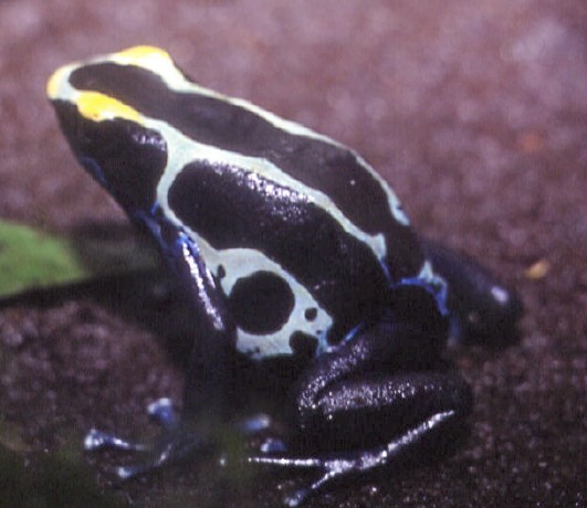 suriname cobalt