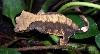 crested