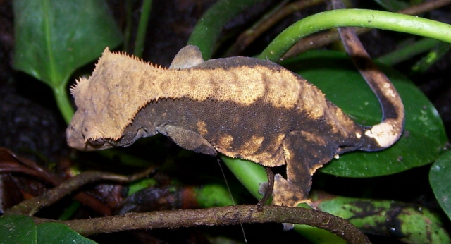 crested