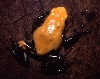galactanotus
