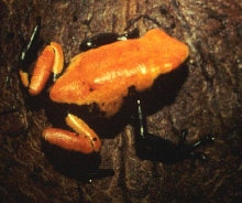 galactonotus