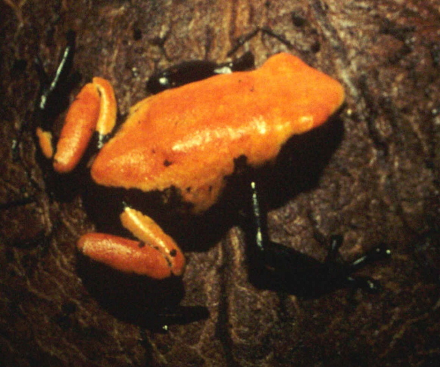 galactonotus