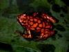 histrionicus