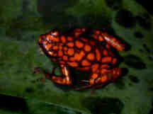 histrionicus