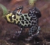 imitator