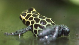 imitator