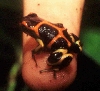 intermedius