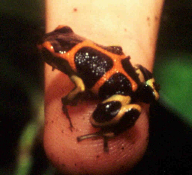 intermedius