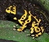 leucomelas