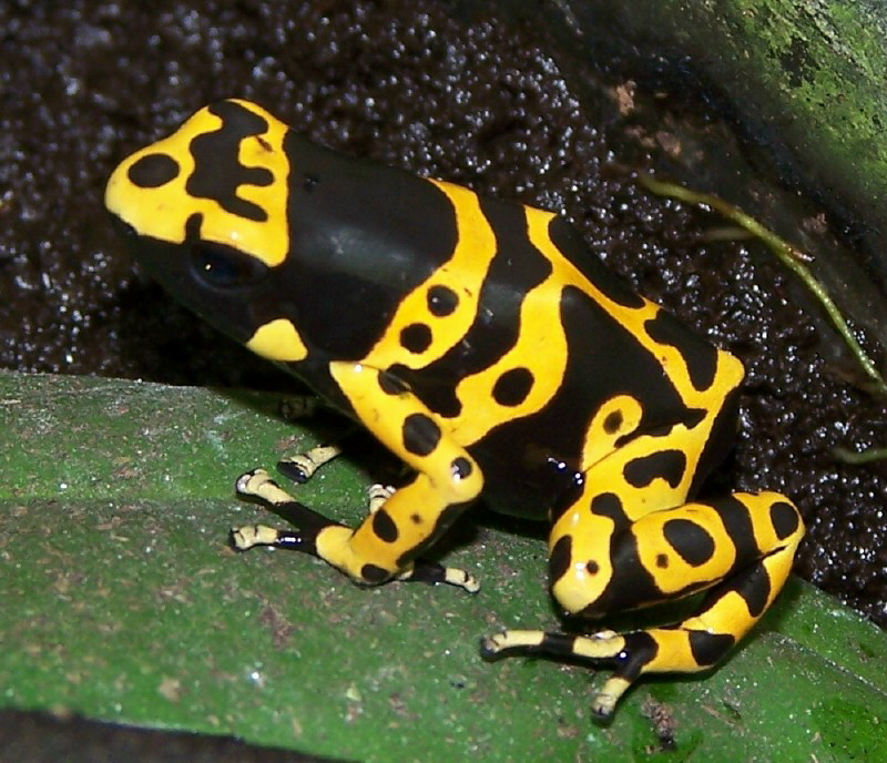 leucomelas