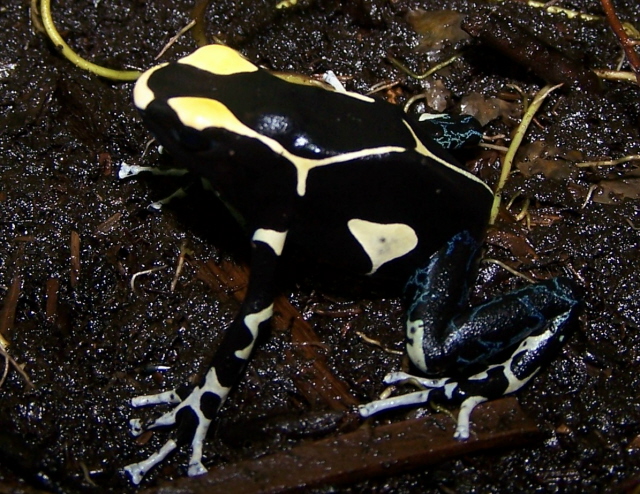 oelemarie tinctorius