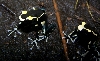 oelemarie tinctorius