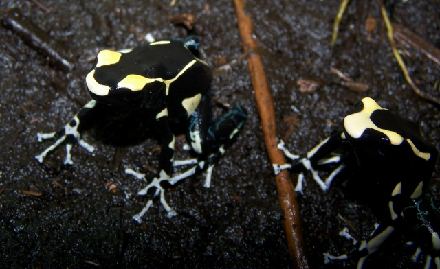 oelemarie tinctorius