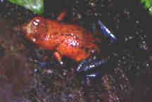 pumilio