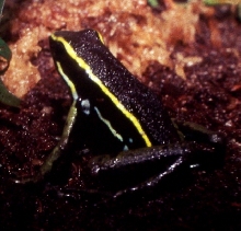 trivittatus