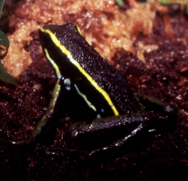 trivittatus