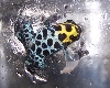 ventrimaculatus