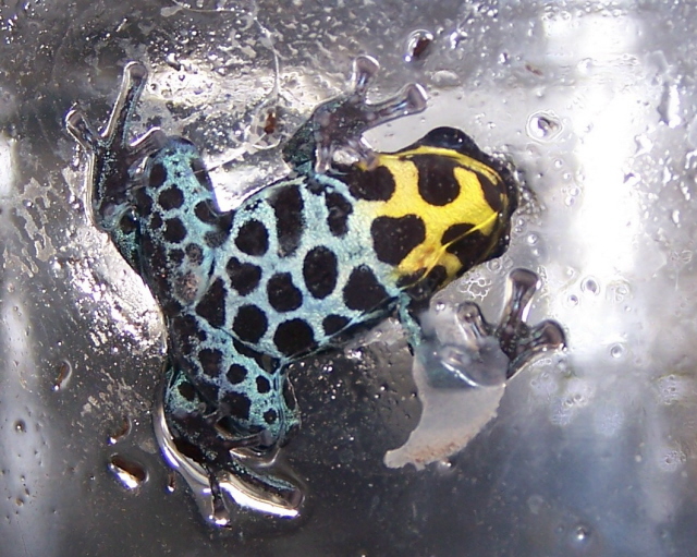 ventrimaculatus
