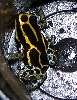 ventrimaculatus