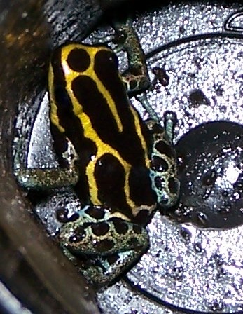 ventrimaculatus