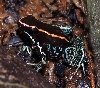 P. vittatus