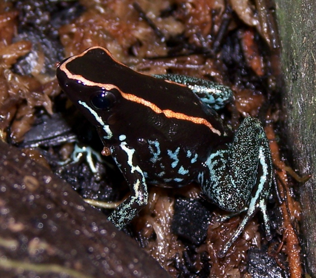 P. vittatus