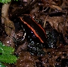 P. vittatus