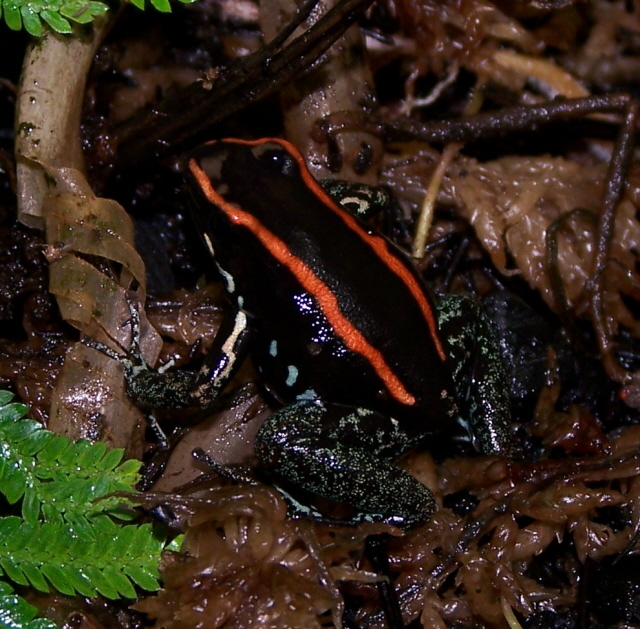 P. vittatus