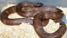 dark cal king male