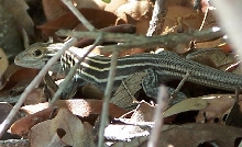 6 lined racerunner