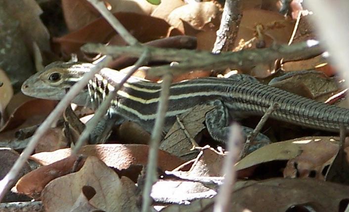 6 lined racerunner