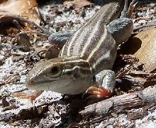 racerunner