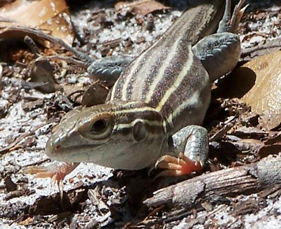 racerunner