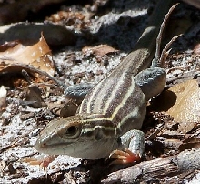 6 lined racerunner